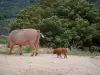 Mountain fauna - Wild pig (in semi-freedom) and its piglet on a road