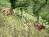Mountain fauna - Wild flowers, cows and trees