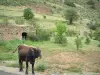 Mountain fauna - Cow at the border of a mountain road with a small stone houses (sheepfolds) in background