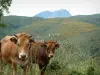 Mountain fauna - Cows, wild flowers, hills and peak covered with snow (mountain) in background