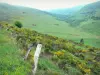 Mounts of Cantal - Parc Naturel Régional des Volcans d'Auvergne: wild flowers in the foreground overlooking pastures dotted with herds of cows