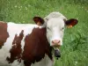 Muccha di razza Montbéliarde - Mucca dotato di una campana
