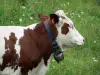 Muccha di razza Montbéliarde - Mucca dotato di una campana