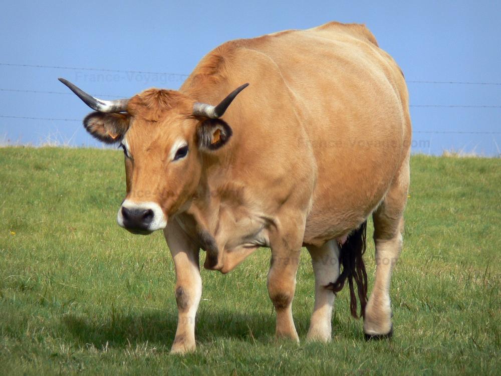 Foto Mucche 5 immagini di qualità in alta definizione