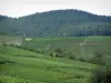 Munster valley - Forest dominating hills covered by vineyards