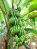 Musée de la Banane - Fruits du bananier