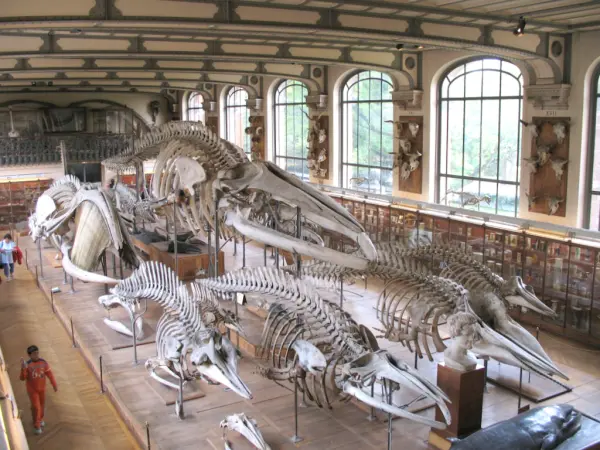 O museu nacional de história natural - Guia de Turismo, férias & final de semana em Paris