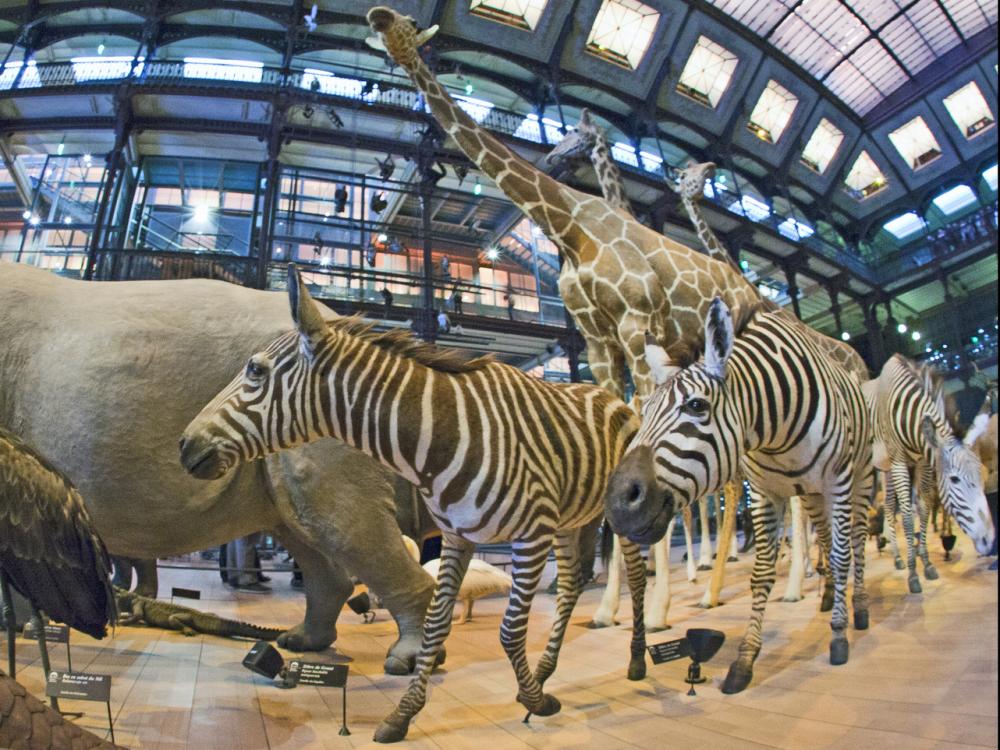 Photos Le muséum national d'histoire naturelle Guide Tourisme & Vacances