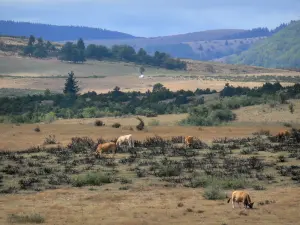 Nationaal Park van de Cevennen - Landschap van de kroonlijst van de Cevennen