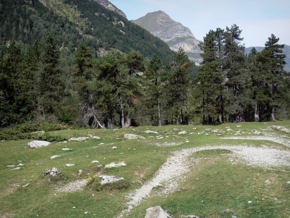 Nationalpark der Pyrenäen - Weide (Grünfläche) und Tannen