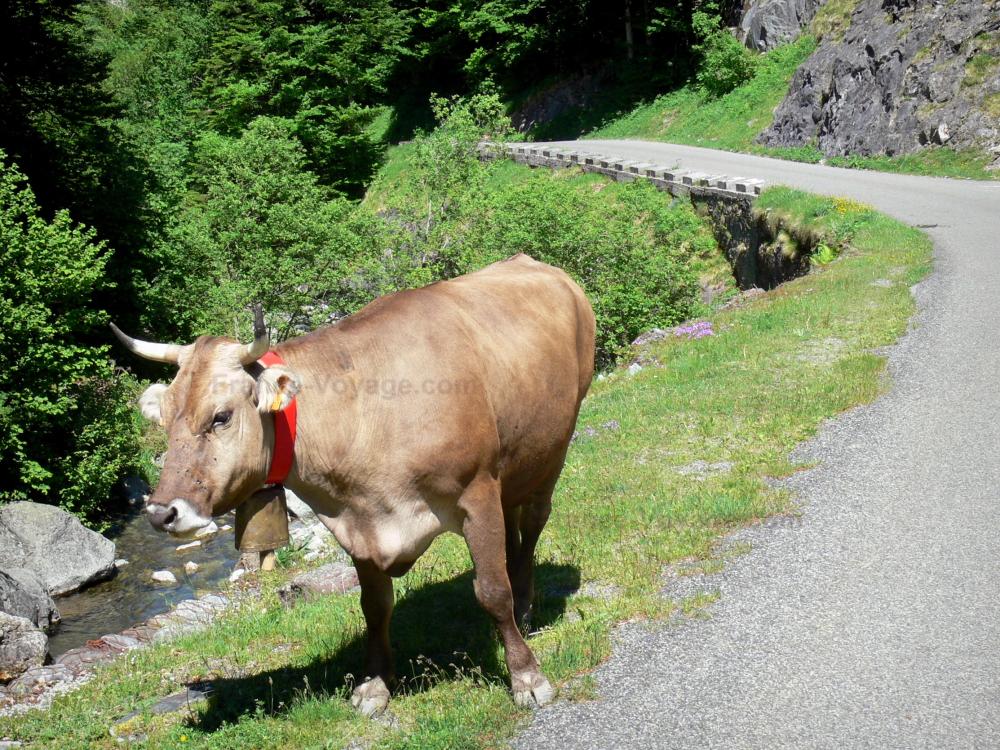 Nationalpark der Pyrenäen - Freilebende Kuh am Strassenrand und am Sturzbach Bious