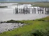 Nature reserve of the Aiguillon bay - Pickets, water and salty meadows