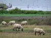 Nature reserve of the Aiguillon bay - Salted meadow with sheeps, water and pickets