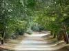Nérac - Parc de la Garenne : promenade bordée d'arbres