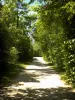 Neuilly-sur-Marne - Chemin de promenade bordé d'arbres