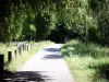 Neuilly-sur-Marne - Allée de promenade bordée d'arbres