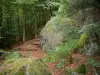 Neuntelstein - Arbres de la forêt, rochers et petit chemin menant au sommet du rocher de Neuntelstein