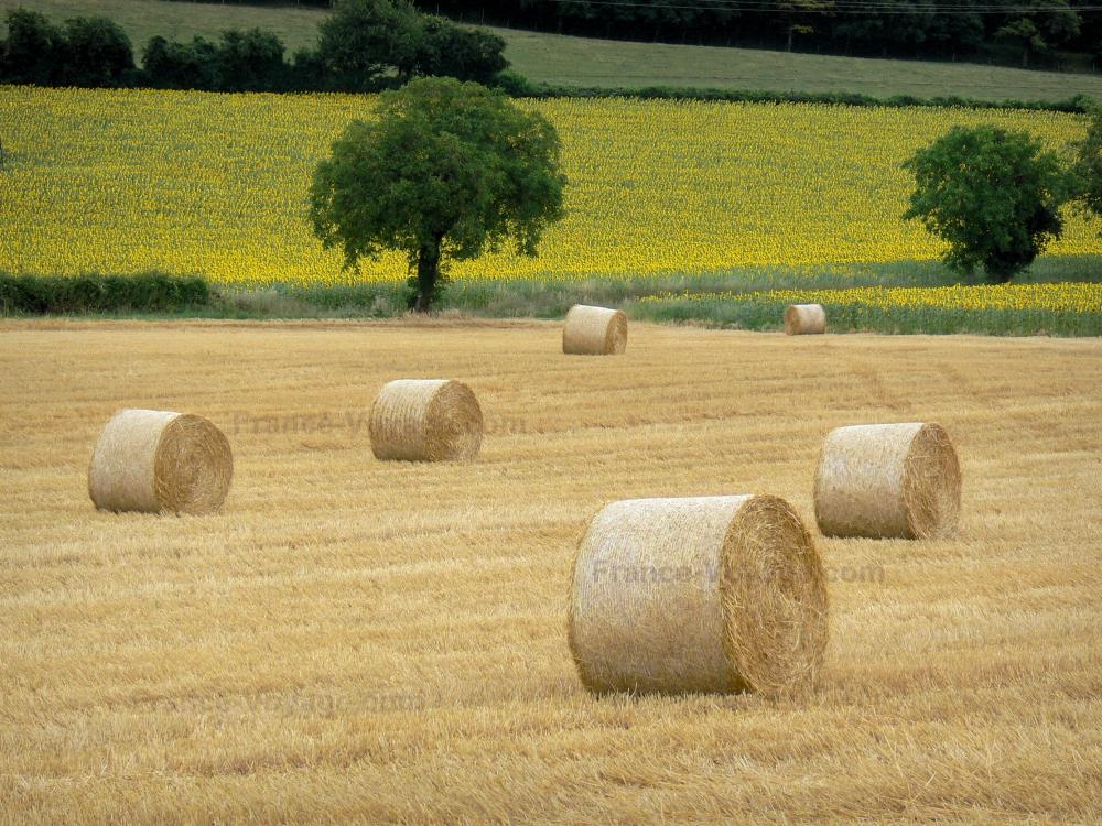Guide de la Nièvre - Paysages de Bourgogne - Bottes de paille, arbres et champ de tournesols