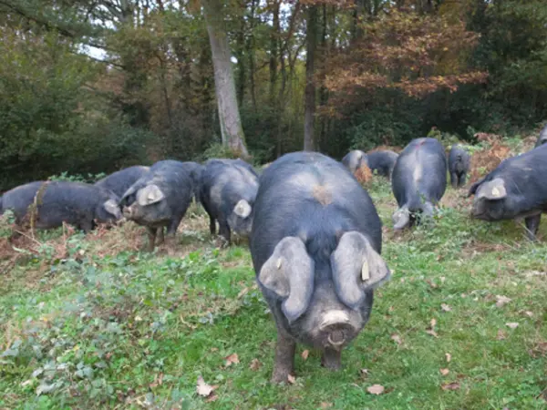 Noir de Bigorre pig - Gastronomy, holidays & weekends guide in the Hautes-Pyrénées