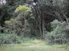 Noirmoutier island - Chaise wood: trees