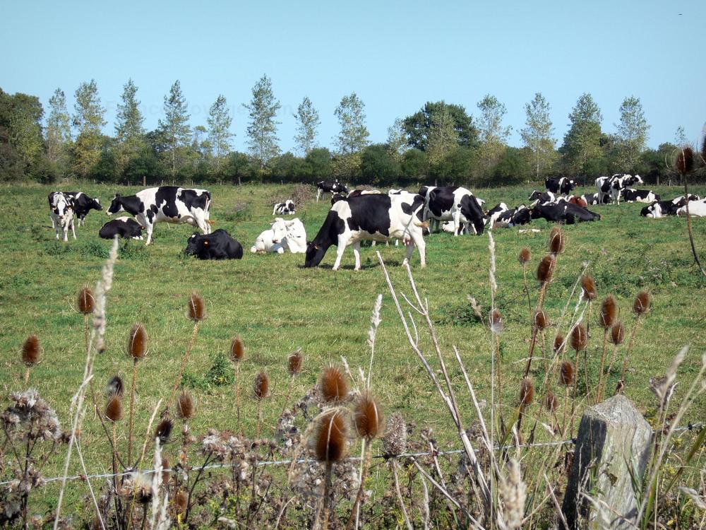Guide de la Normandie - Paysages de Normandie - Parc Naturel Régional des Marais du Cotentin : fleurs sauvages en premier plan, vaches normandes dans un pré et arbres