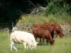 Normandisch Zwitserland - Koeien in een weiland