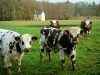Normannische Kuh - Normannische Kühe in einer Weide (Wiese), Hütte aus Stein und Wald (Bäume)