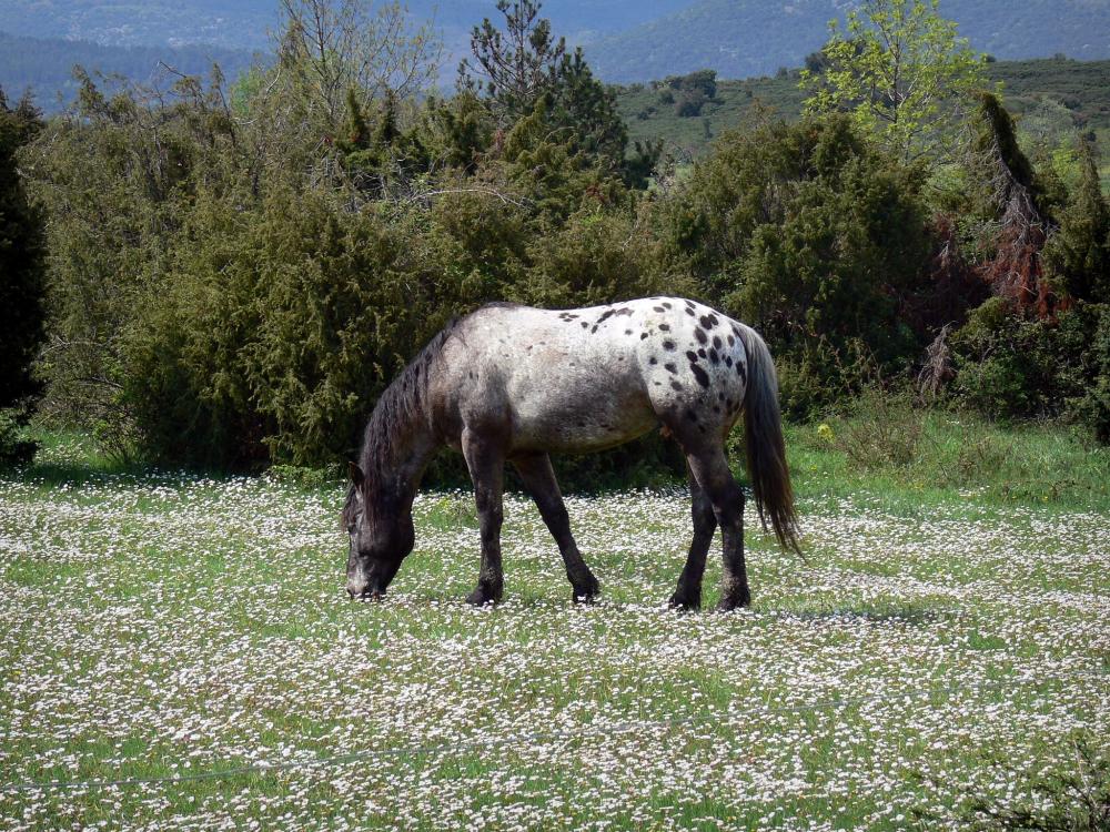 Guide d'Occitanie - Paysages du Languedoc - Cheval dans une prairie parsemée de pâquerettes, arbustes, dans le Parc Naturel Régional du Haut-Languedoc
