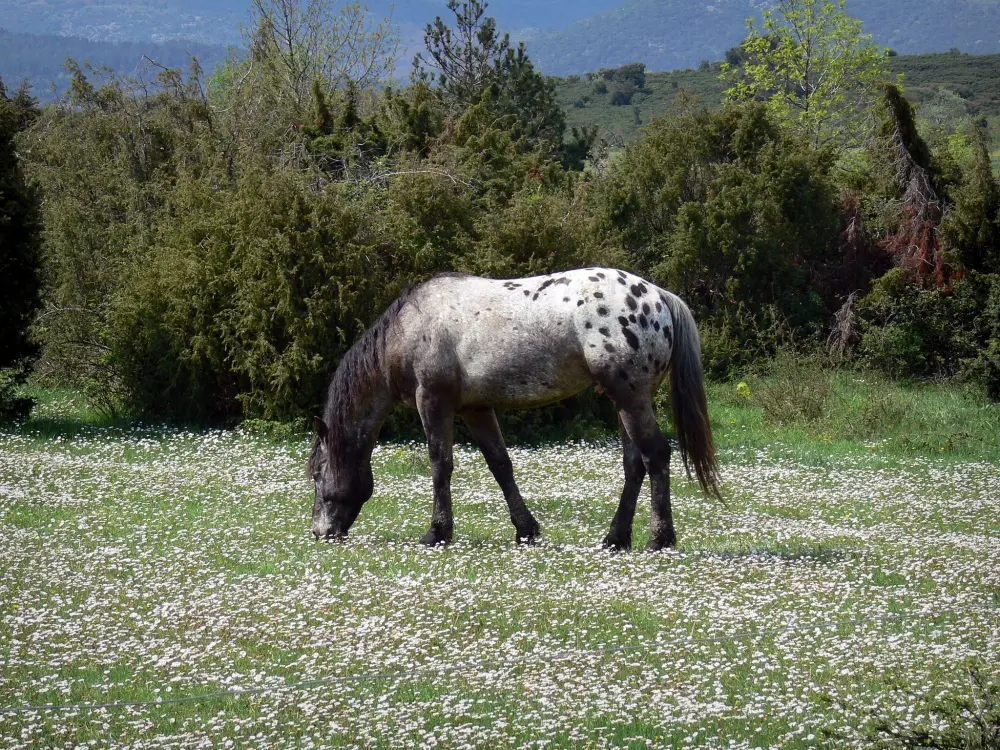 Guide d'Occitanie - Paysages du Languedoc - Cheval dans une prairie parsemée de pâquerettes, arbustes, dans le Parc Naturel Régional du Haut-Languedoc