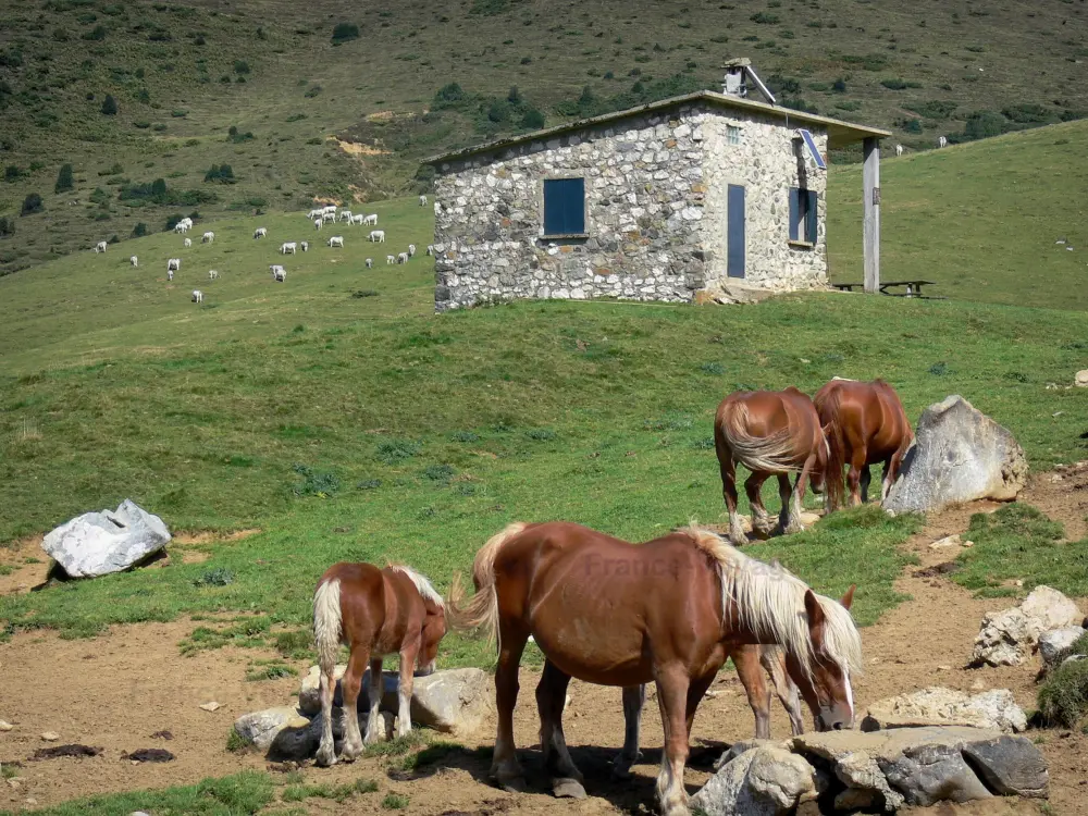 Guide d'Occitanie - Parc Naturel Régional des Pyrénées Ariégeoises - Chevaux, cabane en pierre, estive (pâturage de montagne) et troupeau de vaches en arrière-plan