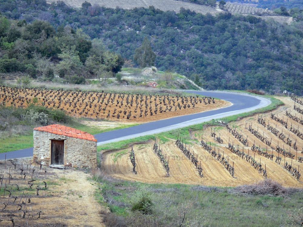 Guide d'Occitanie - Paysages des Pyrénées-Orientales - Cabane de vigneron au bord d'une petite route bordée de champs de vignes ; dans le Fenouillèdes