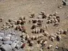 Oisans - Rebanho de ovelhas em um cume