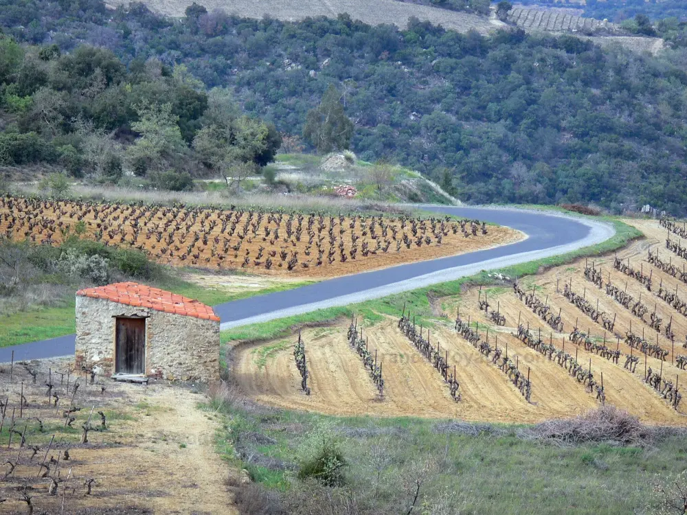 Reiseführer von der Okzitanien - Landschaften der Pyrénées-Orientales - Winzer Häuschen am Rand einer kleinen Strasse gesäumt von Weinfeldern; im Fenouillèdes