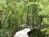 Old-Bourg - Cruzando o manguezal (caminho ajardinado), perto da praia de Babin