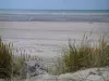 Opal Coast landscapes - Plants (psammophytes, beachgrass) and wild flowers, sandy beach with people speed-sailing (windsurfing boards with wheels) and the Channel (sea), at Hardelot-Plage (Regional Nature Park of Opal Capes and Marshes)