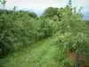 Othe land - Apple trees (fruit trees) of an orchard with apples