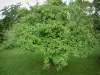 Othe land - Apple tree (fruit tree) of an orchard with its apples