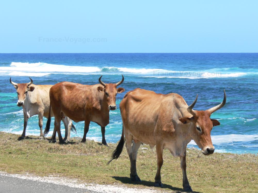 Guide d'Outre-Mer - Paysages de la Guadeloupe - Vaches au bord de la mer, sur l'île de Marie-Galante