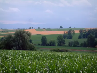 Paesaggi d'Alsazia
