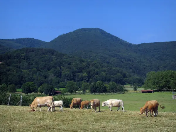 Paesaggi dell'Alta Garonna 24 immagini di qualità in alta definizione