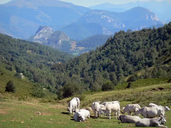 Paesaggi dell'Ariège - Mucche in alpeggio (pascolo) in primo piano con vista sui Pirenei, nel Parco Naturale Regionale dei Pirenei Ariège