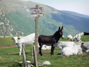 Paesaggi dell'Ariège - Escursioni pannello che indica la direzione del Col Rosa e Girantes di punta, asini e mucche in un pascolo, e le montagne delle Couserans Alta sullo sfondo, nel Parco Naturale Regionale dei Pirenei Ariège