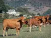 Paesaggi dell'Aveyron - Mandria di mucche in un prato