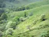 Paesaggi del Cantal - Parco Naturale Regionale dei Vulcani d'Alvernia: verdi pendii delle montagne Cantal