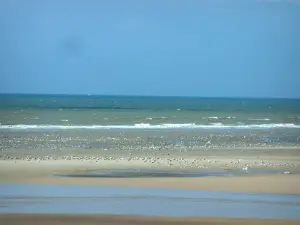 Paesaggi della Côte d'Opale - Spiaggia di sabbia, gabbiani e il mare (Manica), in Hardelot-Plage (Parco Naturale Regionale Caps et Marais d'Opale)