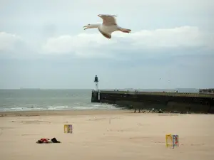 Paesaggi della Côte d'Opale - Gabbiano in volo, spiaggia sabbiosa, molo e il Mare del Nord, in Calais