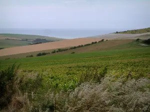 Paesaggi della Côte d'Opale - Campi coperti collina e mare sullo sfondo