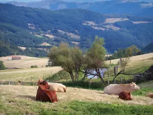 Paesaggi della Loira - Pilat (Pilat Parco Naturale Regionale): mucche in un prato e colline coperte di pascoli e boschi