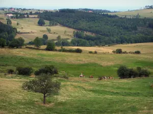 Paesaggi della Loira - Alberi e pascoli di Drill