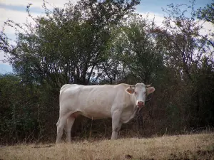 Paesaggi della Loira - Charolais mucca